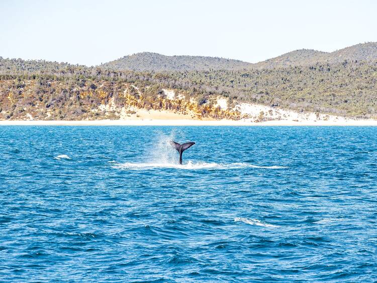 Hervey Bay, QLD