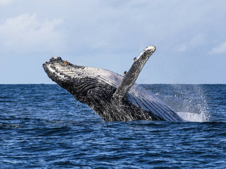 Jervis Bay, NSW