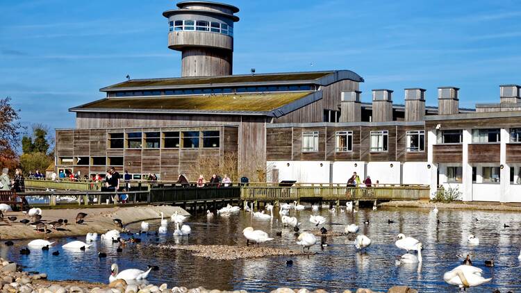 slimbridge wetlands centre