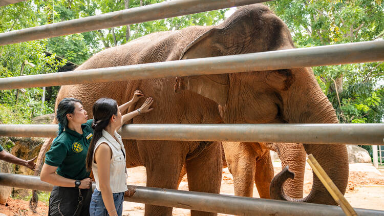 Elephant Encounters