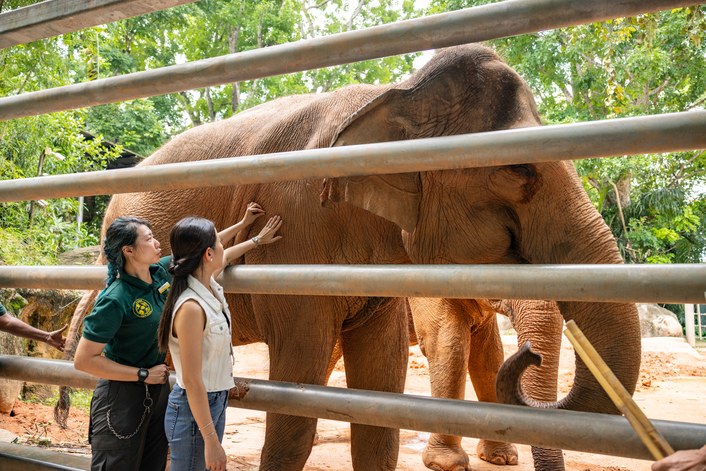 Singapore Zoo Presents A Chance To Meet And Feed Their Resident