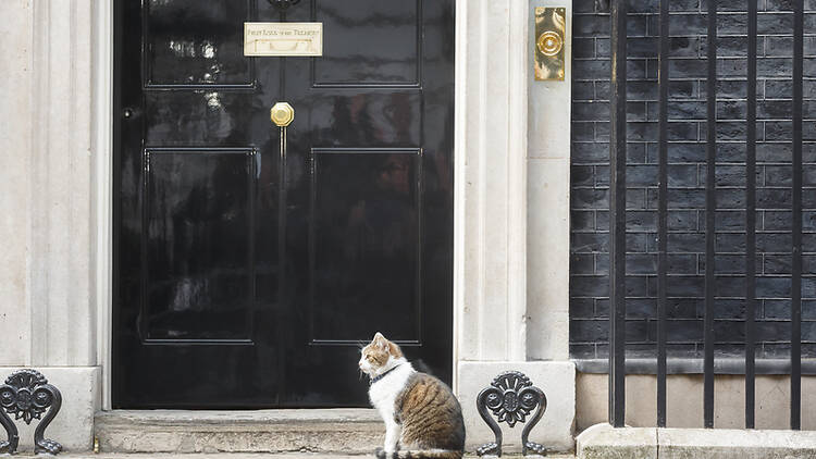 Larry the Cat at 10 Downing Street, London