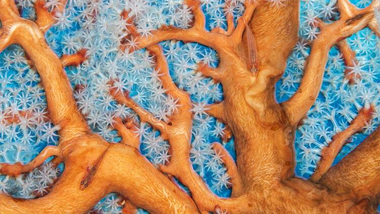  shows the biodiversity of a healthy coral reef as ghost gobies swim within the branches of a sea fan.