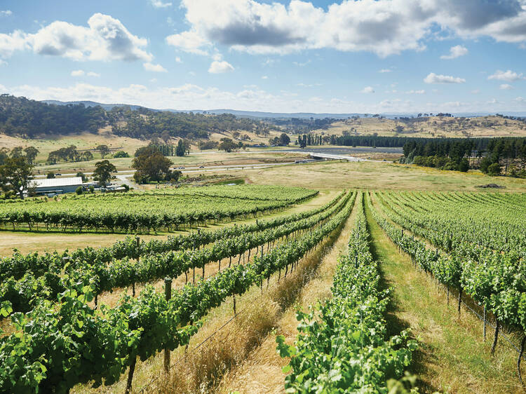 Mount Majura Vineyard