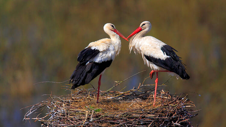 Two white storks stand on top of their nest, facing each other and touching beaks. 