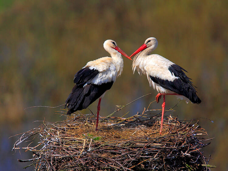 Beautiful white storks could be coming back to London