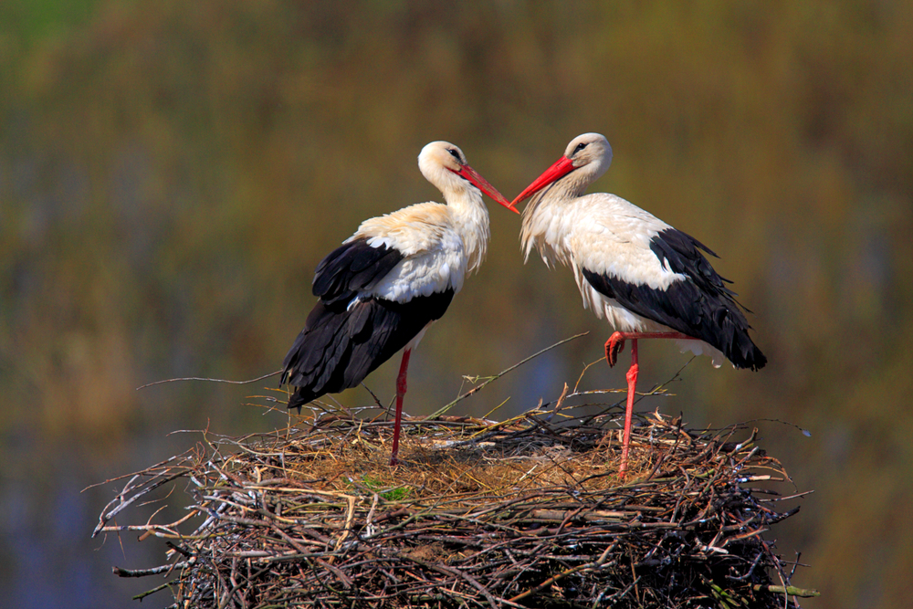 Beautiful white storks could be coming back to London