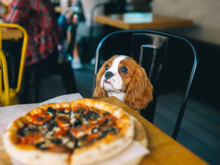 Dog in a restaurant