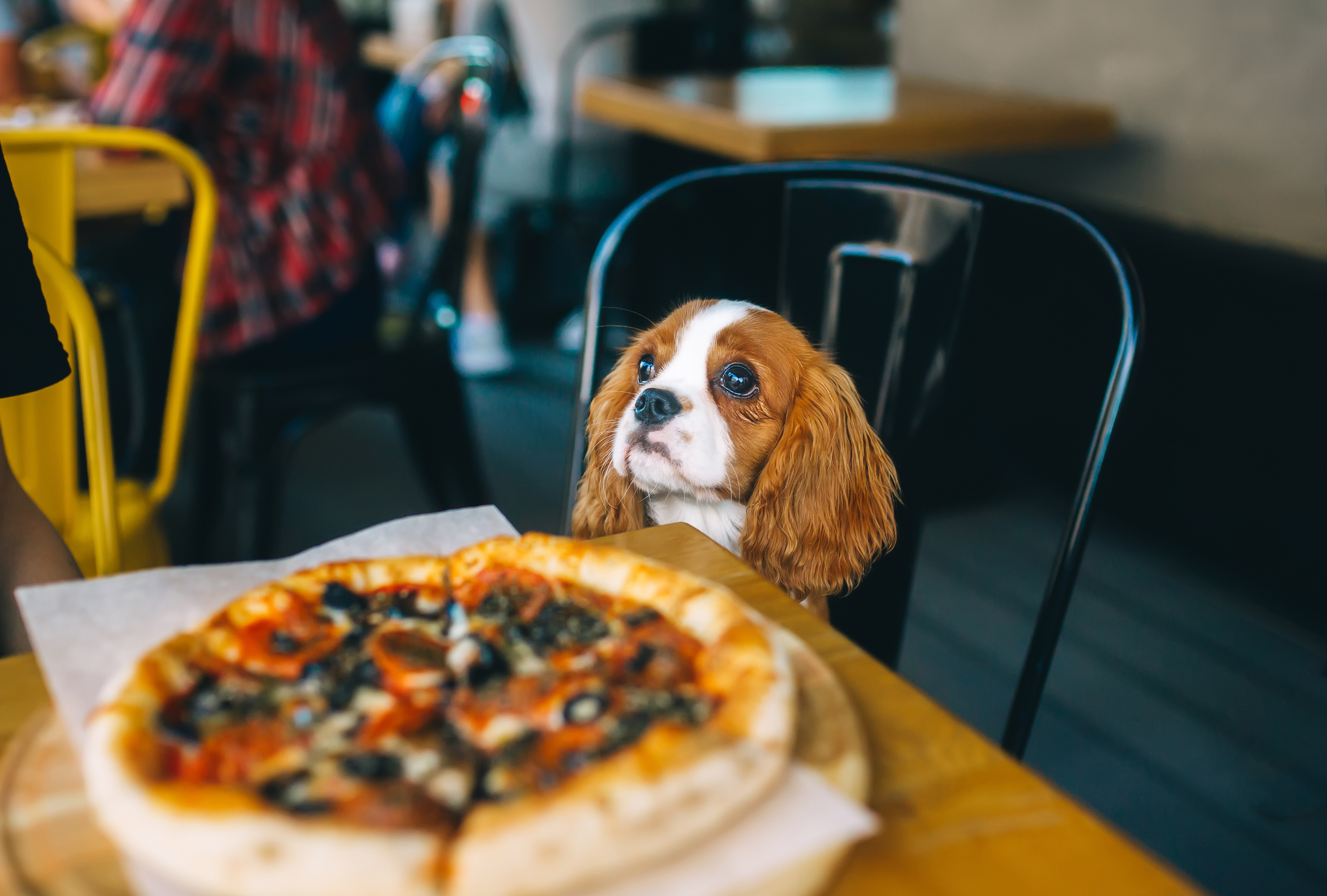 Brutto: A Dog-Friendly Italian Trattoria in Clerkenwell