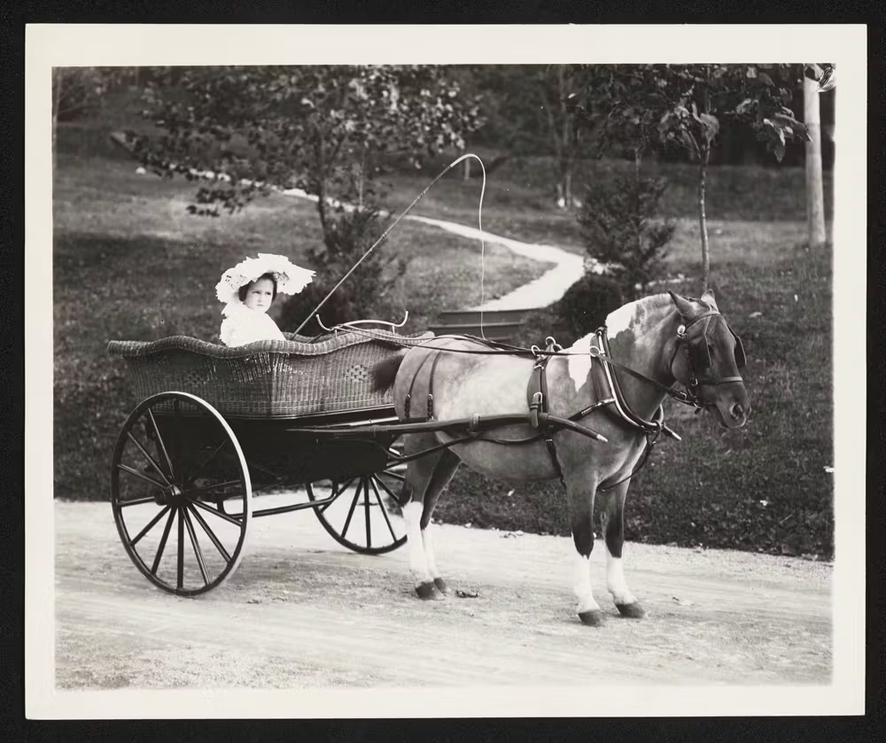 A girl sitting in carriage being pulled by a horse in the park