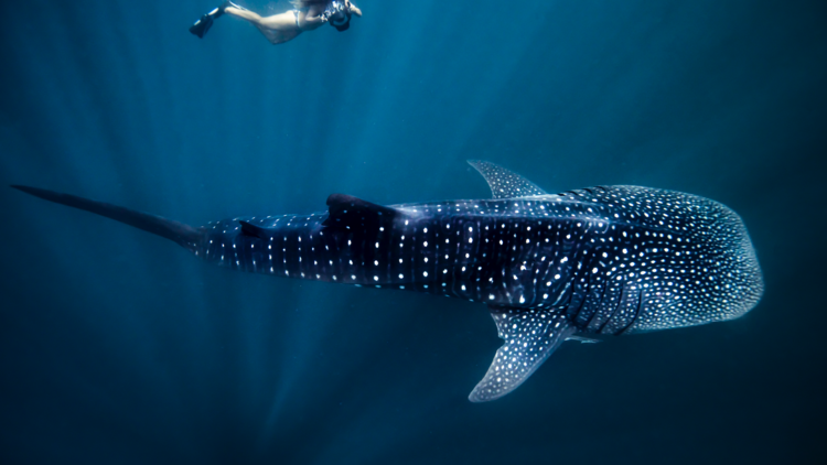 Swimmer with whale shark at Ningaloo Marine Park