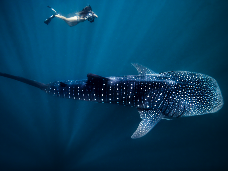 Swim with whale sharks in the Ningaloo Reef