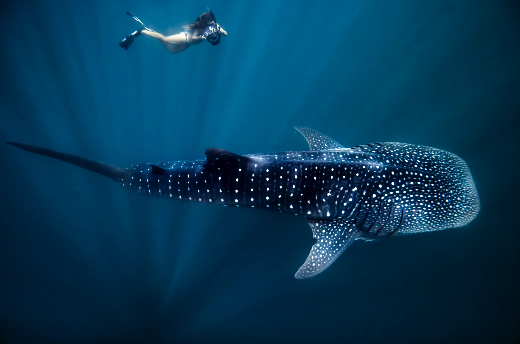 Swimmer with whale shark at Ningaloo Marine Park