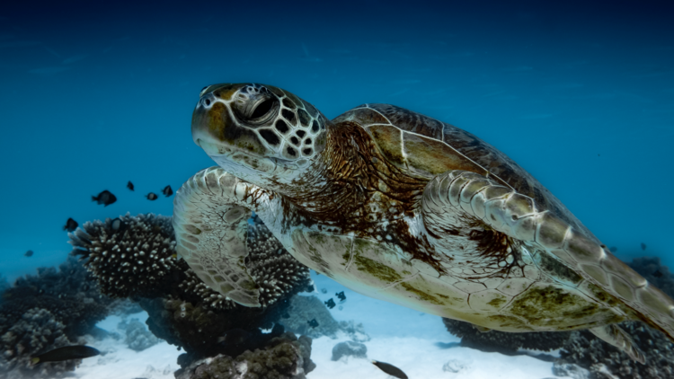 Scout for turtles at Jurabi Turtle Centre