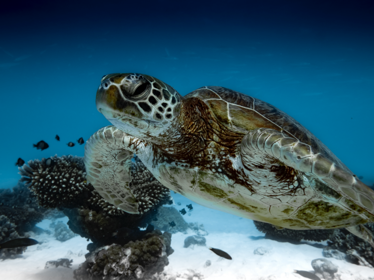 Scout for turtles at Jurabi Turtle Centre