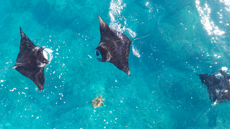 Swim with manta rays at Coral Bay