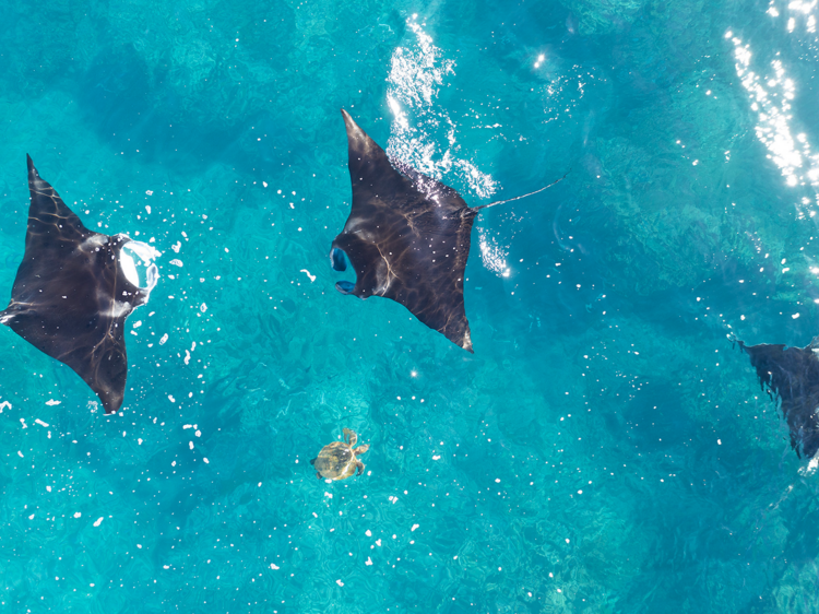 Swim with manta rays at Coral Bay