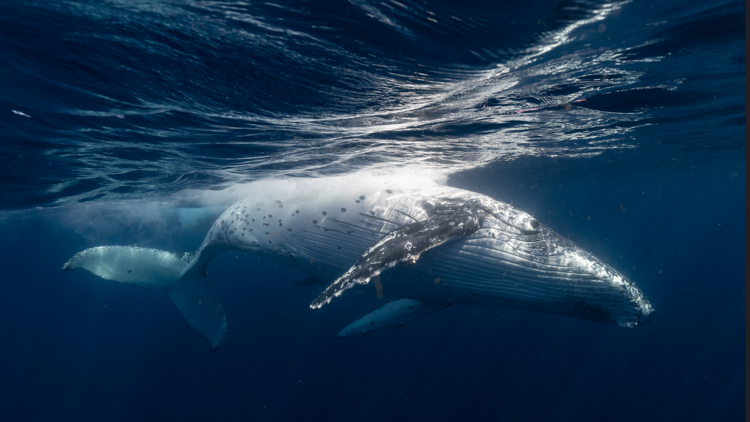 Whale swimming underwater