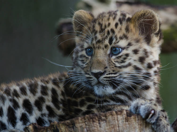 Ponle nombre a los jaguares recién nacidos de Chapultepec