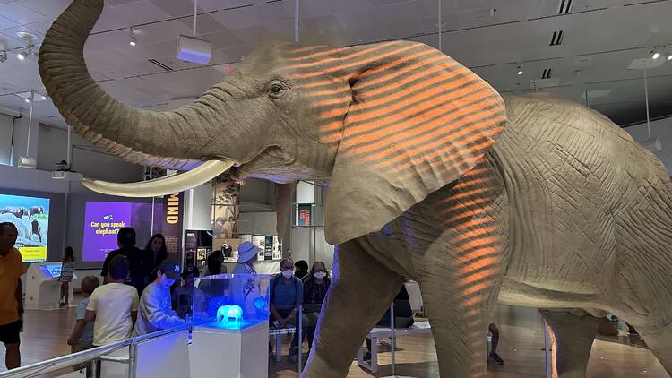 An elephant display at the American Museum of Natural History.