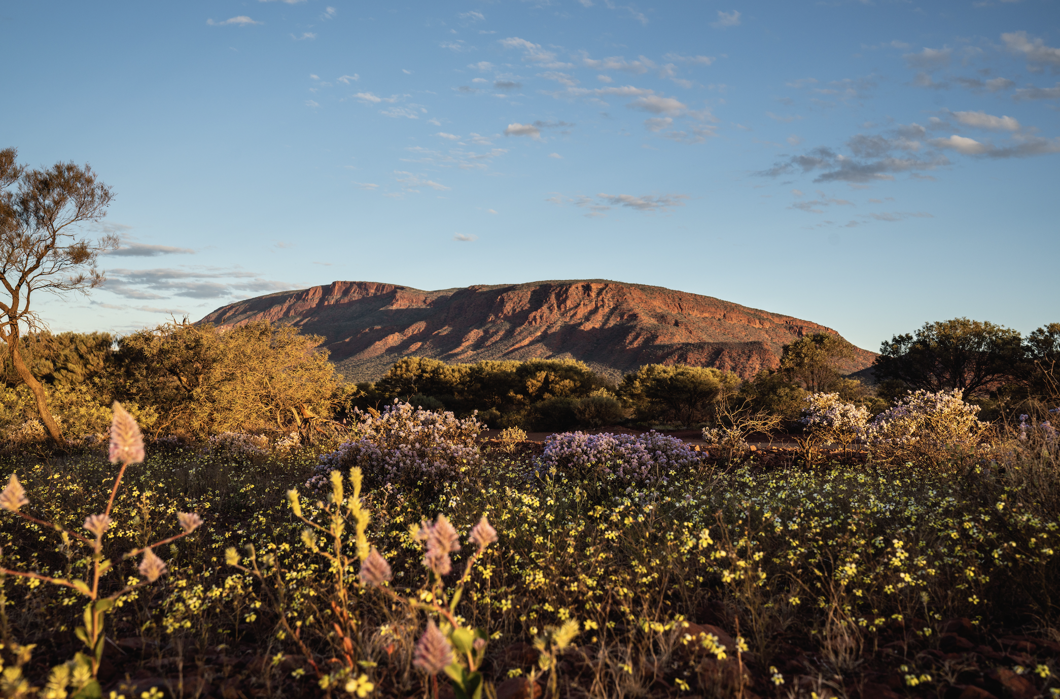 Mount Augustus with spring flowers