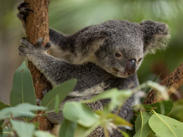 Magnetic Island, QLD