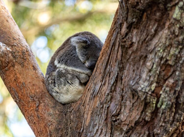 Port Stephens Koala Sanctuary, NSW