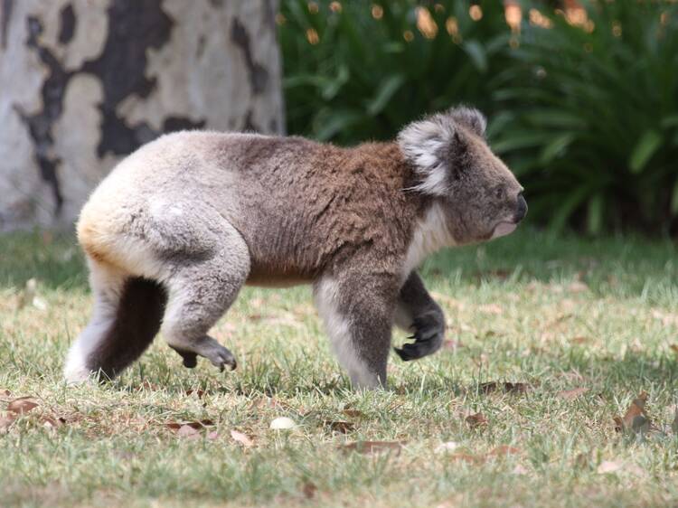 Raymond Island, VIC