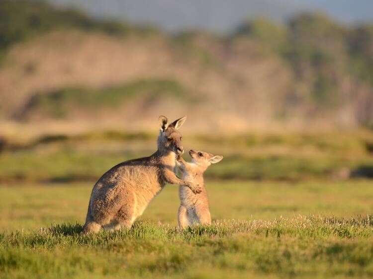 Yanchep National Park, WA