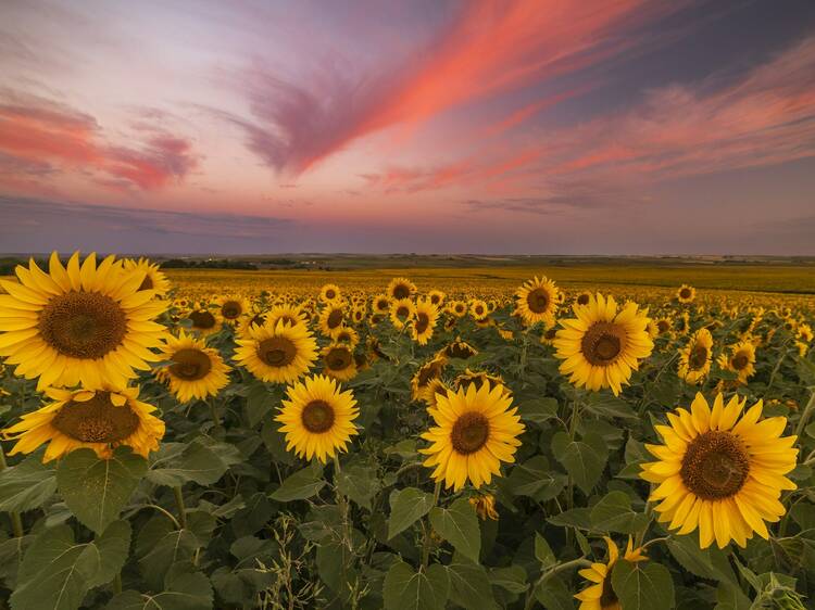 Visit the country's most beautiful sunflower fields on this newly launched trail