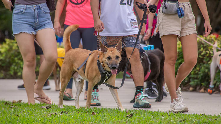 Singapore Special Dogs