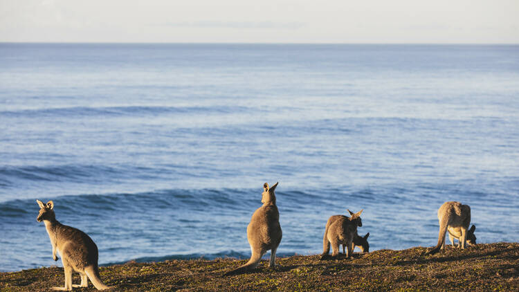 Coffs Harbour, NSW