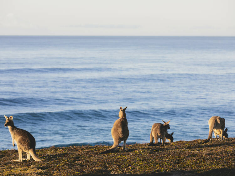 Coffs Harbour, NSW