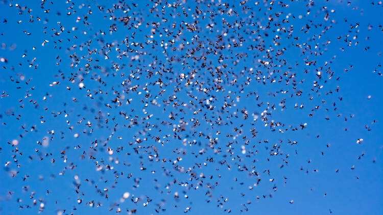 A swarm of flying ants on a blue sky background