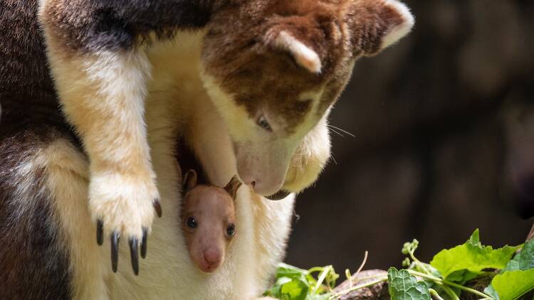 A tree kangaroo joey peaking out of its mother's pouch.