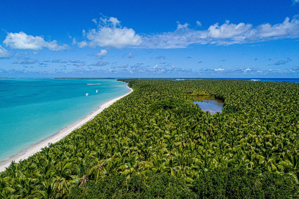 Beach surrounded by green forest