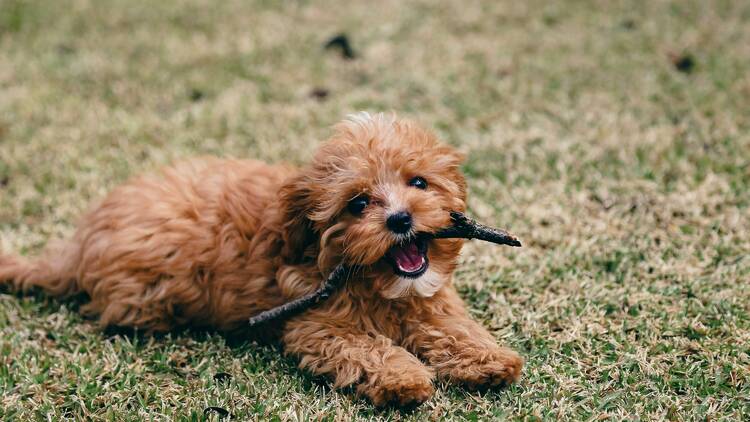 A puppy lying on grass with a stick in its mouth