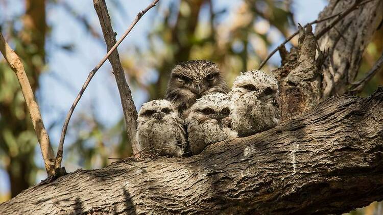 owls in Royal National Park