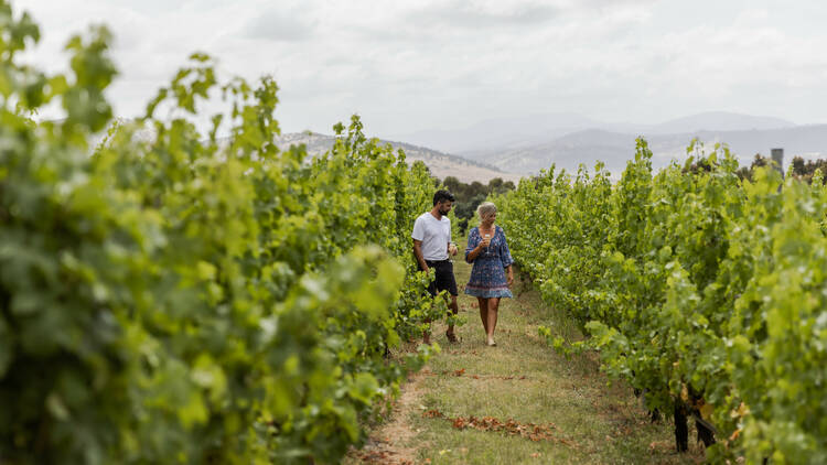 Couple walking in vineyard