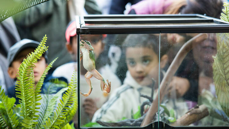 Kids looking at a afrog in a tank