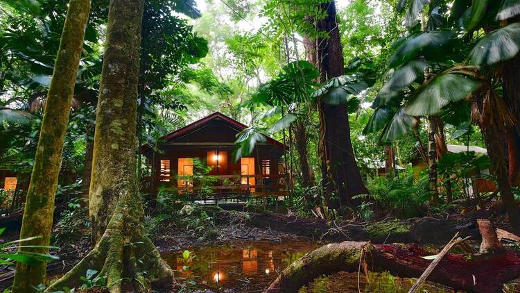 Sleep under an ancient canopy at Cape Trib Beach House