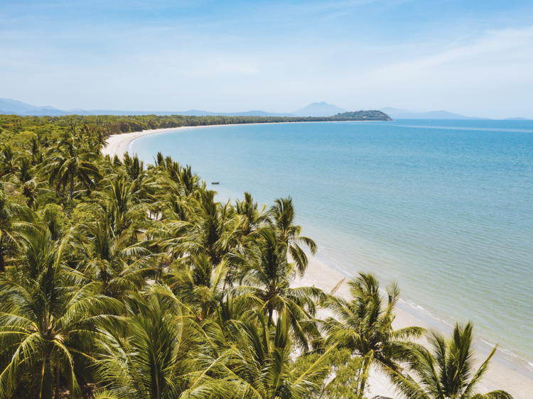 Four Mile Beach with palm trees