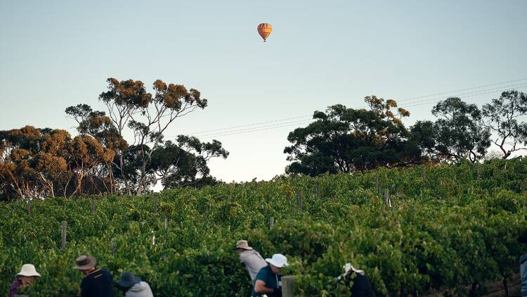 Adelaide to Barossa Valley