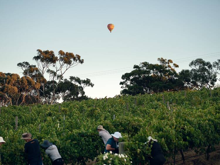 Adelaide to Barossa Valley