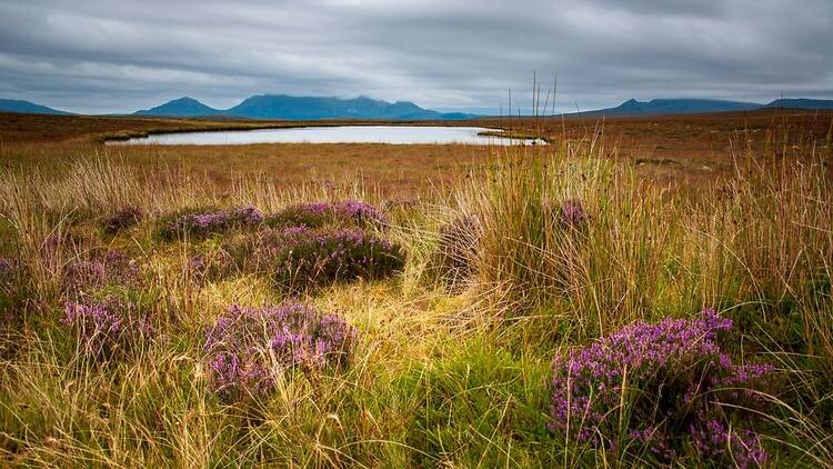 Flow Country bog and peatland, Scotland