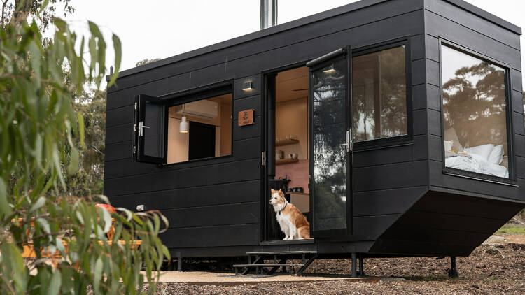 Black tiny home in bush with dog in doorway