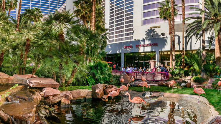 Flamingo Wildlife Habitat