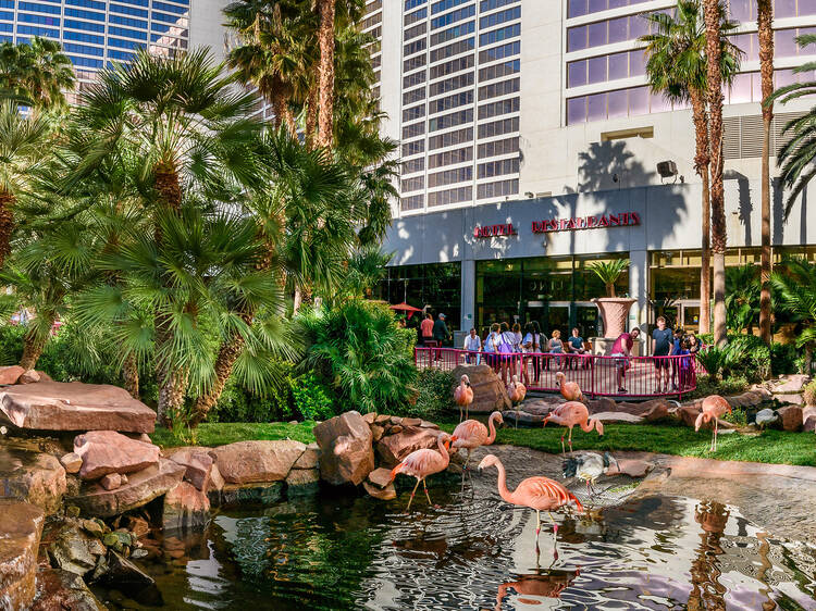 Flamingo Wildlife Habitat