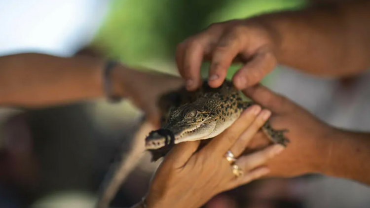 Malcolm Douglas’ Crocodile Park