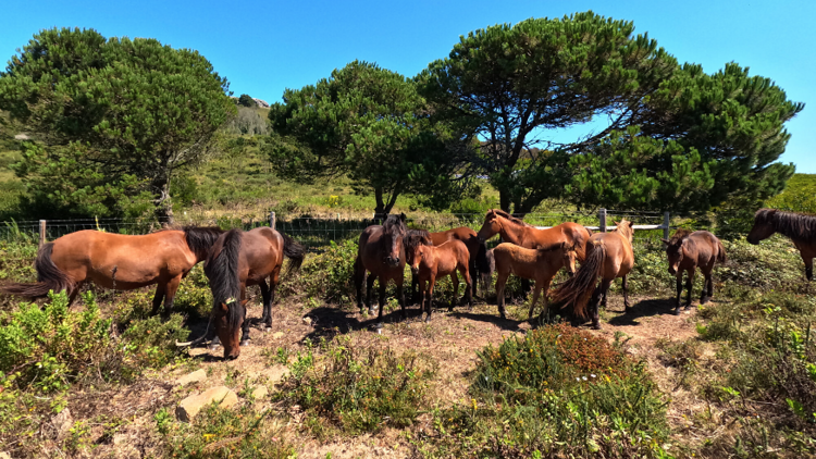 Cavalos garranos